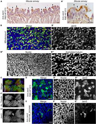 Junctional Adhesion Molecule 3 Expression in the Mouse Airway Epithelium Is Linked to Multiciliated Cells